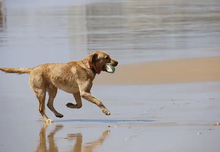 Perro marrón corriendo en la playa con una pelota en la boca. Los perros comen menos en verano, pero este se divierte mucho.