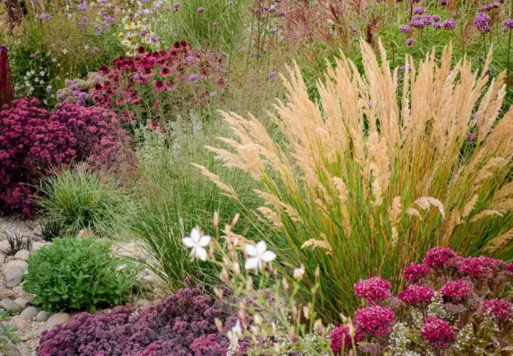 Ein üppiges blumenbeet anlegen mit Gräsern, Sedum und Purpur-Echinacea. Ein Traum für jeden Garten.