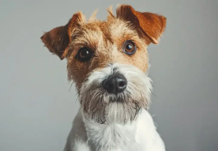 Primer plano de un adorable fox terrier con pelaje blanco y marrón, orejas puntiagudas y ojos curiosos.