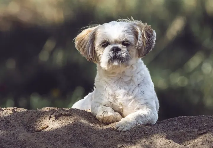 Uroczy piesek Shih Tzu leży na piasku. Zastanawiasz się, czy pies może jeść porzeczki? Ten słodki psiak na pewno by ich spróbował!