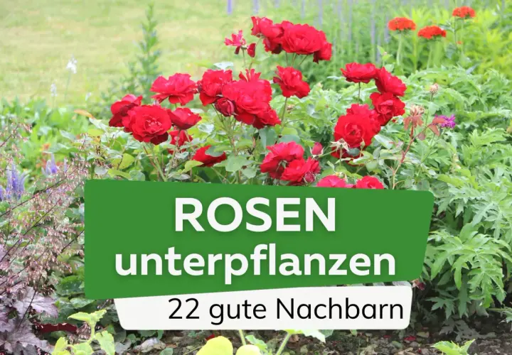 Rote Rosen blühen üppig, umgeben von zarten Bodendeckern. Ein Garten voller Leben und Farbe, ideal zum Rosen unterpflanzen.