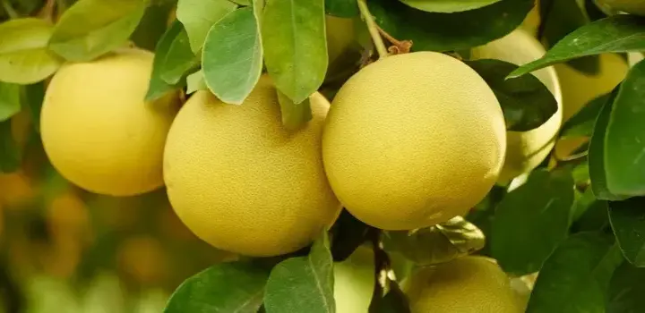 Pomelo - właściwości i zastosowanie egzotycznego owocu cytrusowego