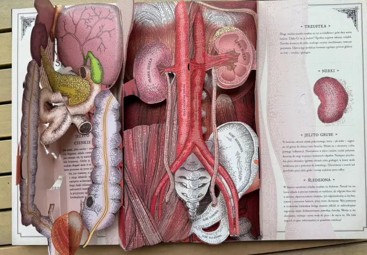 Anatomia człowieka: jelito cienkie, trzustka, nerki, aorta, żyła główna dolna, kości miednicy.