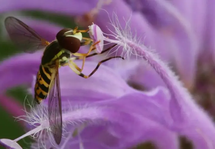 Un syrphe pyrastre, aux rayures jaunes et noires, butine une fleur violette aux longs pistils blancs.