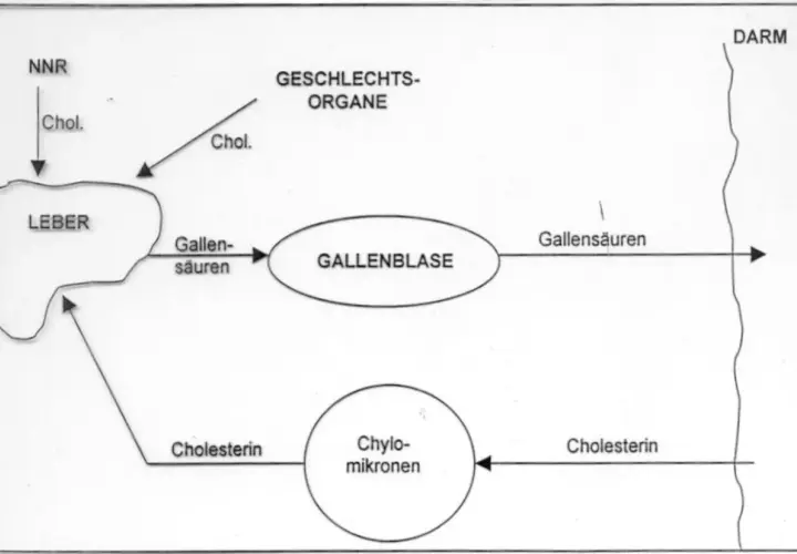 Schema zeigt Cholesterin-Stoffwechsel: Leber, Gallenblase, Darm. Colestyramin bindet Gallensäuren im Darm.