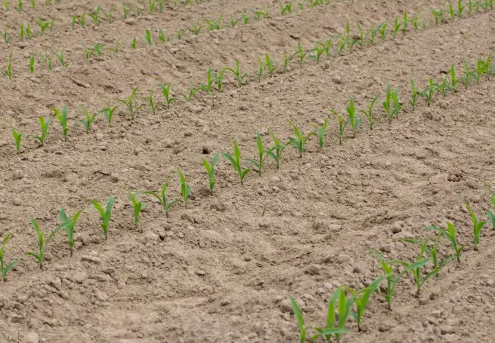 Jeunes pousses de maïs alignées dans un champ labouré. Le moment idéal pour savoir quand planter le maïs en pleine terre est lorsque le sol est réchauffé.