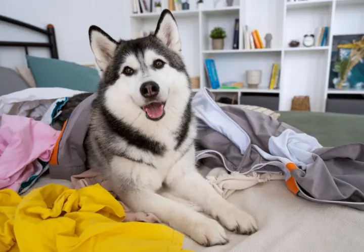 Szczęśliwy husky rozłożył się na swoim legowisku wśród kolorowych ubrań.
