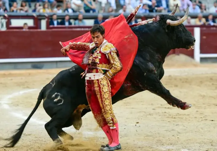 José Garrido, con su traje de luces, se enfrenta a un toro bravo en la arena.