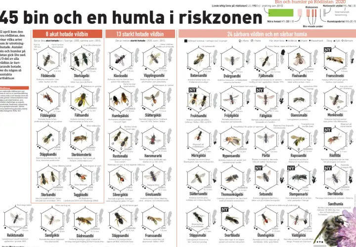 Här bor bin. Bilden visar 45 bin och en humla i riskzonen i Sverige, med information om deras hotstatus och utbredning.