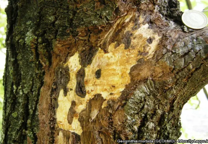 Dettaglio di un tronco d'albero con corteccia danneggiata, mostrando aree di legno esposto e macchie scure, indicative di malattie del noce.