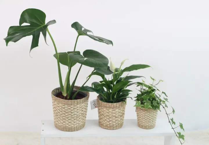 Drei grüne Zimmerpflanzen in geflochtenen Körben: eine Monstera, ein Einblatt und Efeu. Perfekt für das Schlafzimmer.