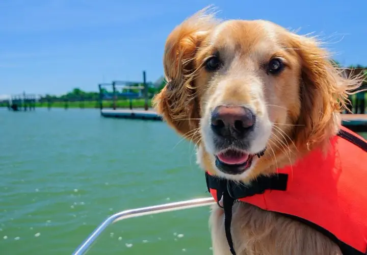 Vacaciones con mascotas: consejos para un viaje inolvidable y sin estrés