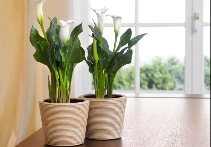 Zwei weiße Calla-Lilien in Körben auf einem Holztisch. Tipps zur Calla-Pflege für gesunde Pflanzen.