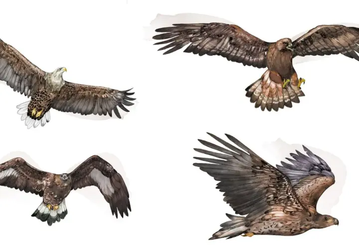 Fyra illustrationer av stora rovfåglar i flykt. En vitkindad örn, en kungsörn och två unga havsörnar visar upp sina imponerande vingbredder.