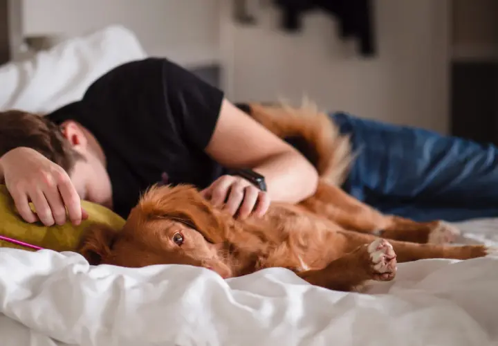 A ginger dog rests on a person in bed, a sweet moment that answers why does my dog lay on me: for comfort and connection.