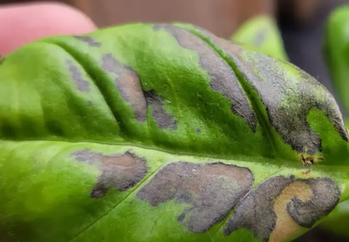 Foglia di basilico con macchie scure, quasi nere, che ne alterano il verde brillante.