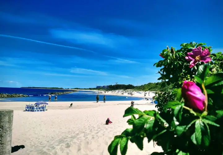 Słoneczne wakacje nad Bałtykiem. Piękny, błękitny dzień na piaszczystej plaży z kwitnącym dziką różą w tle.