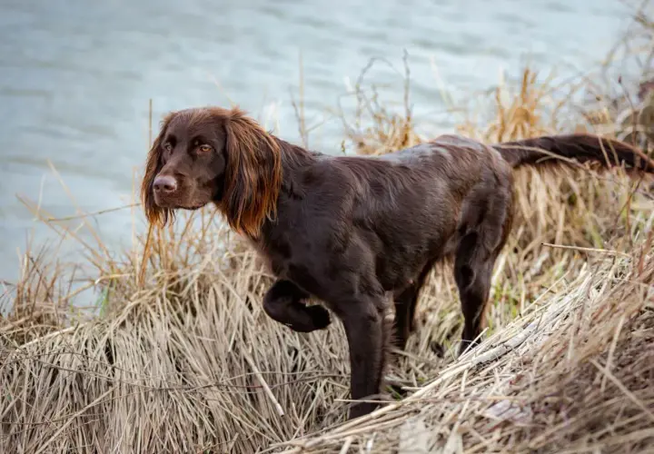 Ein brauner deutsch langhaar Hund steht im Schilf am Wasser.