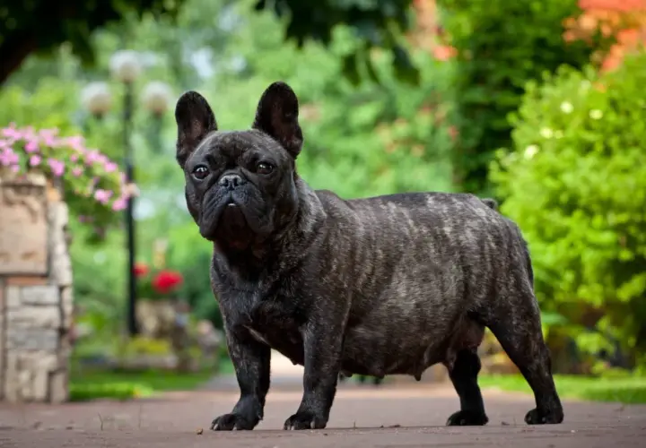 A brindle French Bulldog stands in a garden, its belly appearing swollen, hinting at a possible false pregnancy in dogs.