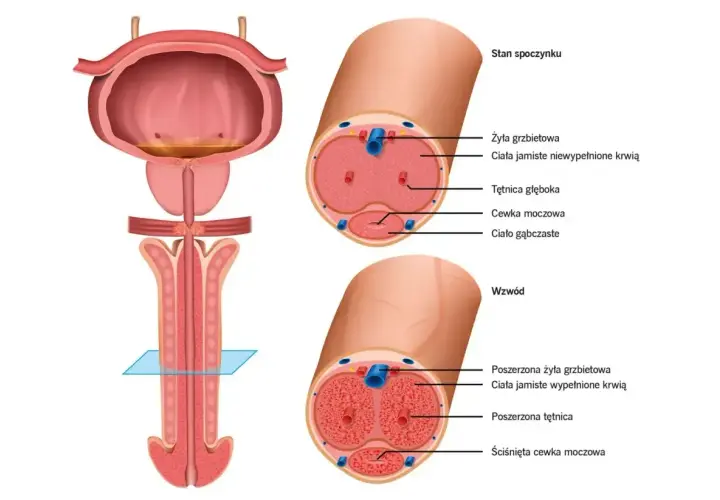 Anatomia penisa w stanie spoczynku i wzwodu. Rysunek przedstawia przekroje, ukazując budowę ciał jamistych i cewki moczowej. Zapach penisa jest złożony.