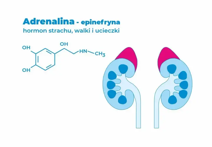 Struktura chemiczna adrenaliny, hormonu strachu, walki i ucieczki, oraz schemat nerek.