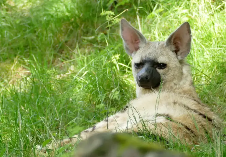 Un lobo de tierra descansa en la hierba alta, con sus grandes orejas atentas y su pelaje rayado camuflándose.