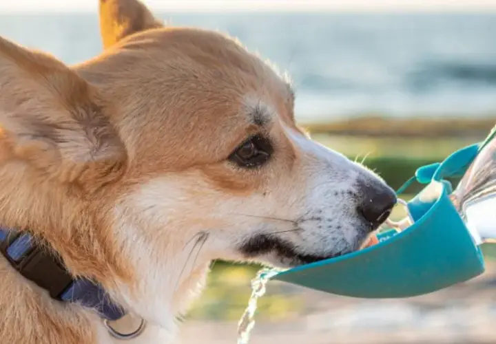 Un perro bebe agua de un bebedero portátil. La cantidad de cuanta agua debe beber un perro varía según su tamaño y actividad.