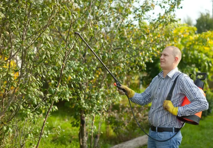 Un homme traite un arbuste avec un pulvérisateur, utilisant peut-être du nordox ou de la bouillie bordelaise pour protéger les plantes.
