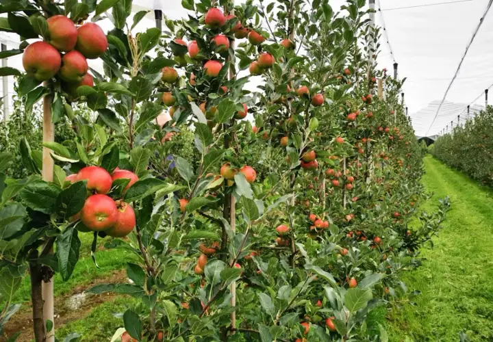 Jabłonie uginają się pod ciężarem czerwonych jabłek, gotowych do zbioru. W oddali widać kolejne rzędy drzew pod siatkami ochronnymi, tworząc malowniczy krajobraz sadu exirel.