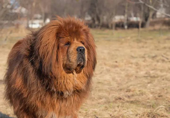 Ein majestätischer tibetanischer Mastiff mit dichtem, braunem Fell steht auf einem Feld.