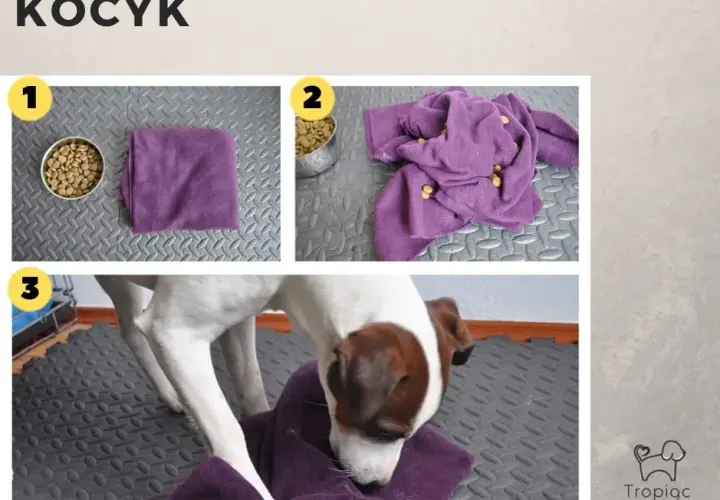Jak zrobić zabawkę dla psa? DIY pomysły na super zabawę!