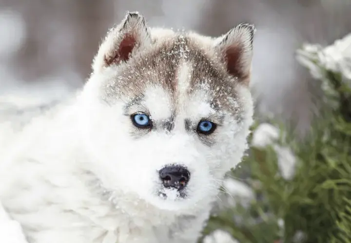 Jak wygląda pies husky? Cechy, umaszczenie i charakter tej wyjątkowej rasy