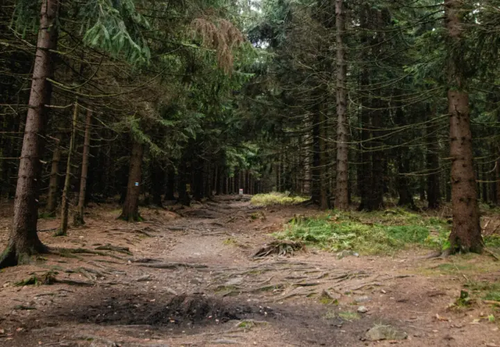 Leśna ścieżka wśród drzew, z wystającymi korzeniami. W oddali widać znak szlaku, jakby prowadził na borówkową górę.