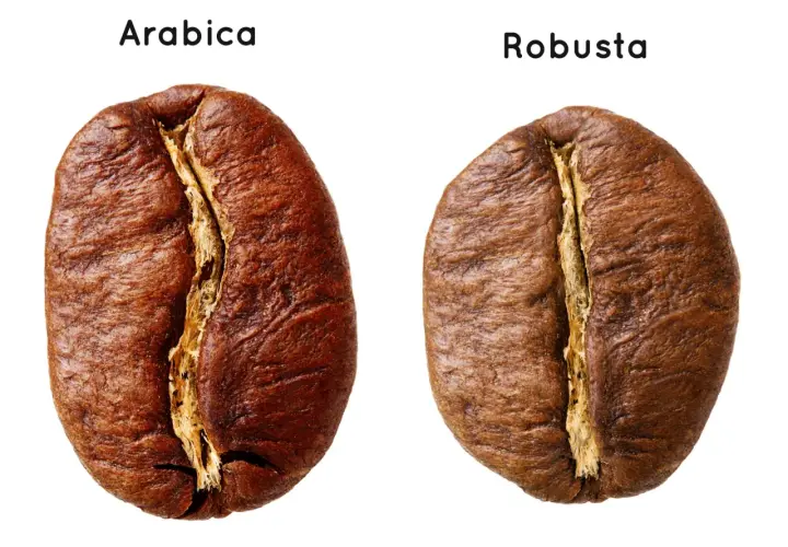 Dwa ziarna kawy: po lewej większa, owalna Arabica, po prawej mniejsza, okrąglejsza Robusta.