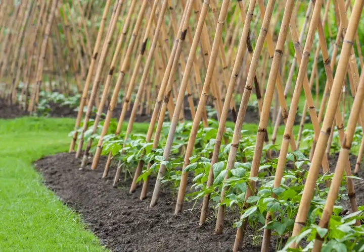 Junge Stangenbohnen ranken an Bambusstäben empor. Ein Gartenbeet mit frisch gepflanzten Bohnenpflanzen, bereit zum Wachsen.
