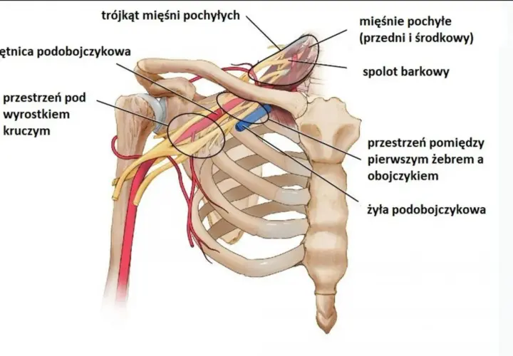 Anatomia klatki piersiowej: tętnica i żyła podobojczykowa, mięśnie pochyłe, splot barkowy i przestrzenie międzyżebrowe.