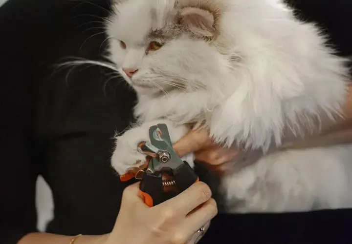 Persona corta las uñas a un gato blanco y esponjoso con un cortaúñas.