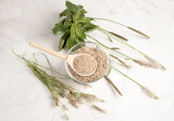 Psyllium vertus : une cuillère en bois remplie de poudre de psyllium dans un bol, entourée de tiges de plantain.