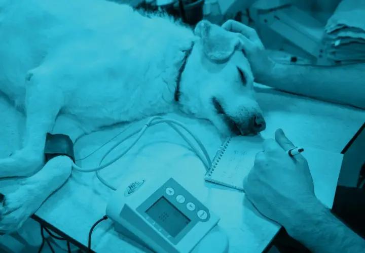 Cane sdraiato, con bracciale alla zampa, mentre un veterinario prende appunti. Potrebbe essere monitorato per un igroma articolare.