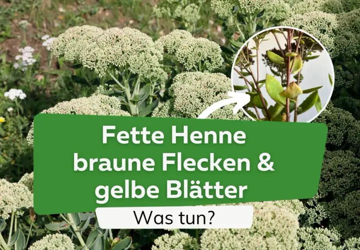 Fette Henne mit braunen Flecken und gelben Blättern. Was tun? Hilfe bei Krankheiten der Fetthenne.