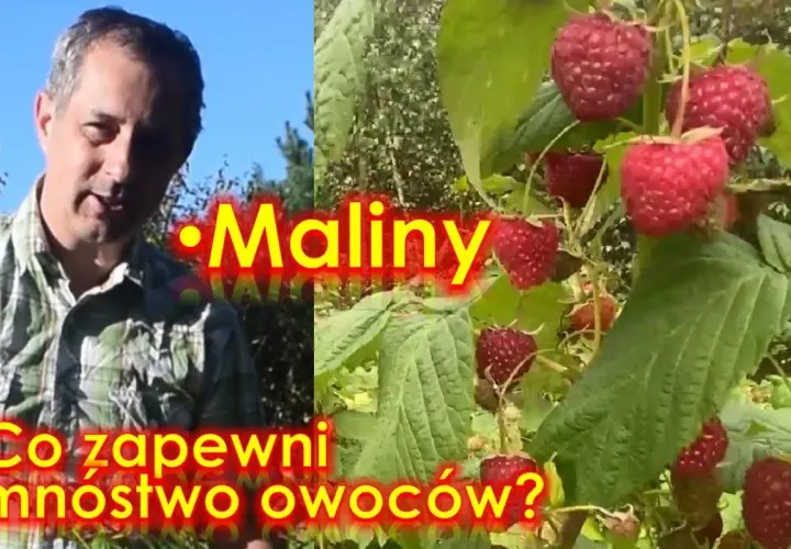 Kiedy jest sezon na maliny? Poznaj najlepszy czas na zbiór owoców