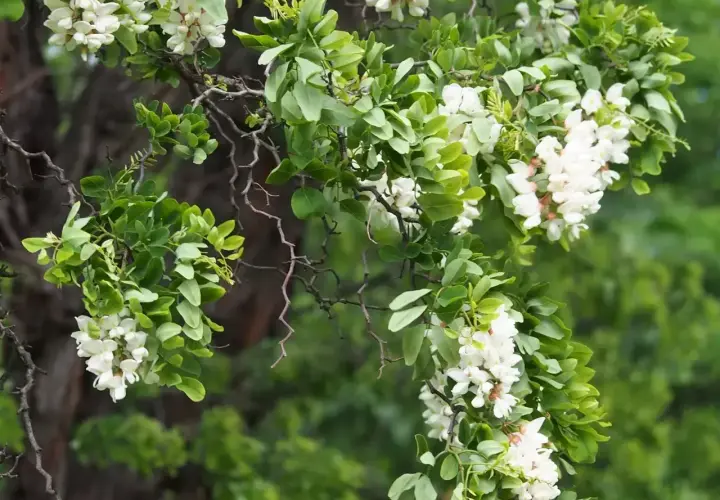Gałęzie robinia biała obsypane białymi kwiatami i zielonymi liśćmi.