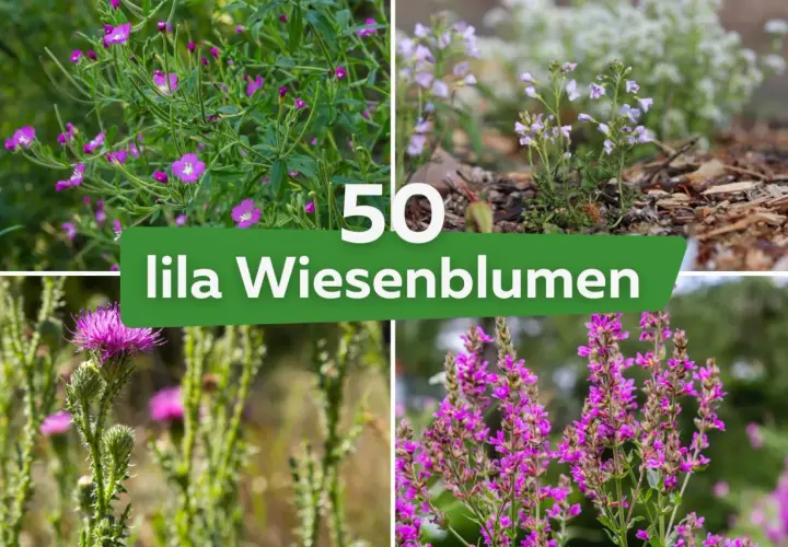 Vier Bilder von lila Wiesenblumen, darunter Karde und Weidenröschen. Die Namen der lila Blumen sind hier zu finden.
