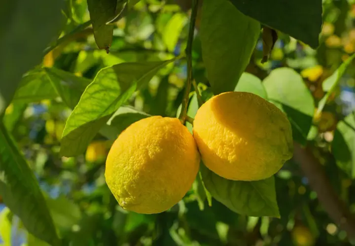 Limoni maturi su un ramo, pronti per la concimazione fogliare agrumi periodo.