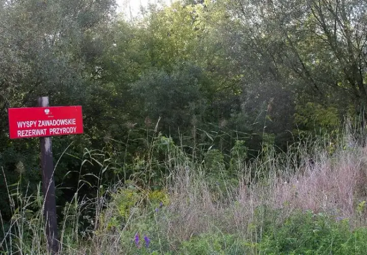 Rezerwat Przyrody Wyspy Zawadowskie – co warto wiedzieć przed zwiedzaniem?