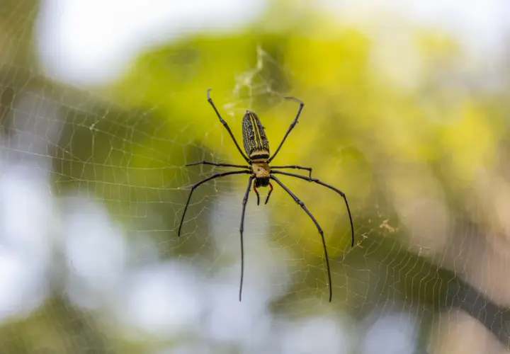 Ragno giallo e nero, un predatore delle cimici, attende paziente nella sua tela.