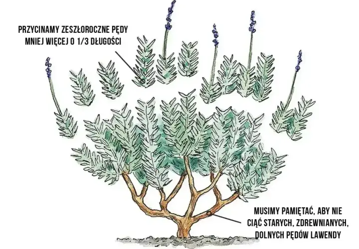 Ilustracja pokazuje, kiedy kwitnie lawenda i jak ją przycinać. Pędy przycinamy o 1/3 długości, ale nie ruszamy zdrewniałych, dolnych pędów.