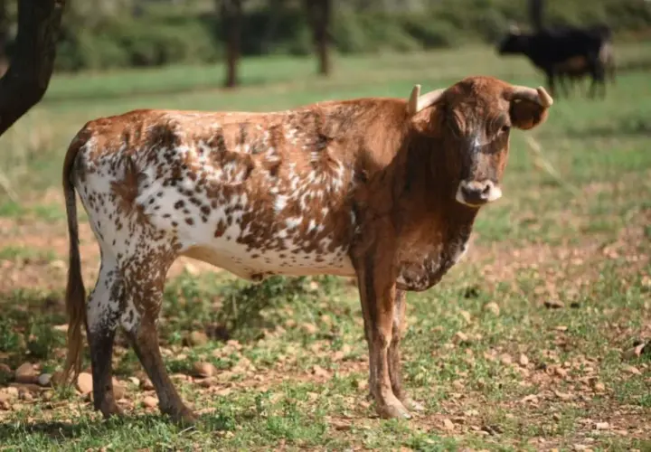 Vaca de pelaje moteado, con manchas marrones y blancas, pastando en un campo con la sierra al fondo.
