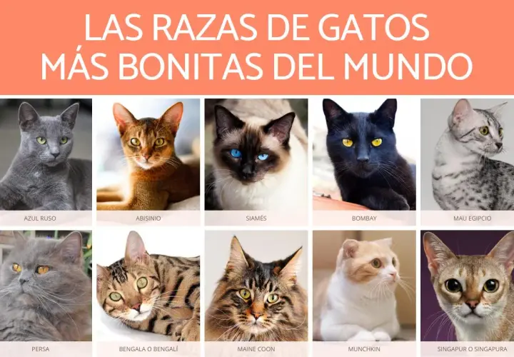 Colección de los gatos más bonitos del mundo: Azul Ruso, Abisinio, Siamés, Bombay, Mau Egipcio, Persa, Bengala, Maine Coon, Munchkin y Singapur.