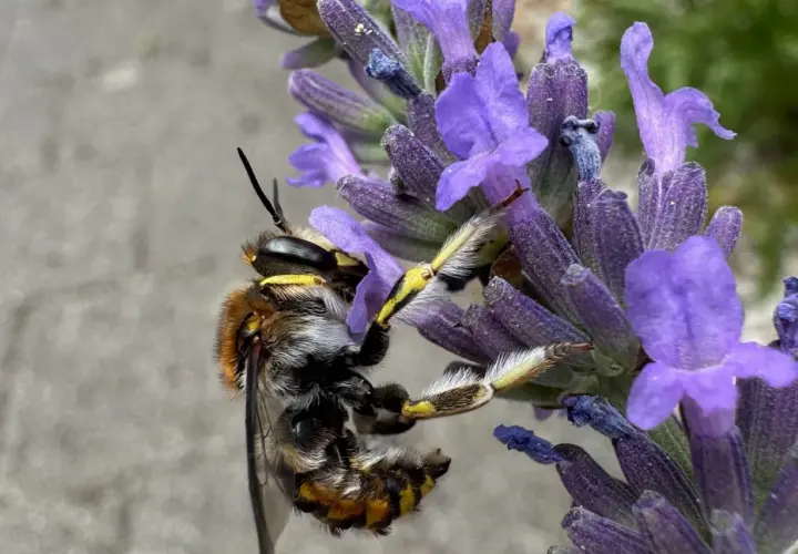 Eine Biene sammelt Nektar von blühendem Lavendel. Wann treibt Lavendel aus? Im Frühsommer, wenn die Bienen aktiv sind.
